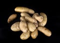 Ratte potato in studio Royalty Free Stock Photo