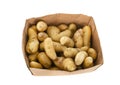 Ratte potato in studio Royalty Free Stock Photo