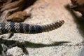 Rattle of the eastern diamondback rattlesnake