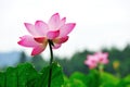 lotus Royalty Free Stock Photo