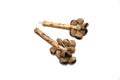 Ethnic musical instrument. Chestnut fruit rattle with handle Royalty Free Stock Photo
