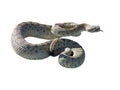 Rattle Snake Royalty Free Stock Photo