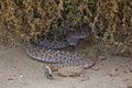 Rattle Snake Coiled Under Bush