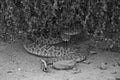 Rattle Snake Coiled Under Bush