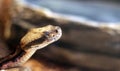 Rattle Snake with Copy Space Royalty Free Stock Photo