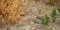 Rattle Snake Crawls Toward Camera Over Parched Ground