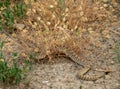 Rattle Snake Crawls Through Tuft of Dry Grass