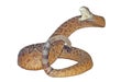 Rattle snake Royalty Free Stock Photo