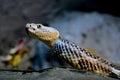 Rattle Snake Royalty Free Stock Photo