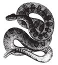 Rattle Snake, vintage illustration Royalty Free Stock Photo