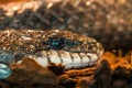 Rattle snake Royalty Free Stock Photo