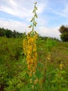 rattlepod crotalaria yellow flower baby and blue sky