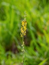 Rattlepod Plant Flower
