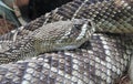 Rattler at Rest Royalty Free Stock Photo