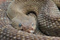 The rattlesnake Royalty Free Stock Photo