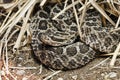 Rattlesnake Royalty Free Stock Photo
