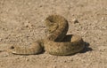 Rattlesnake