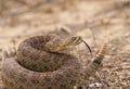 Rattlesnake Royalty Free Stock Photo