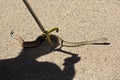 Rattlesnake being captured