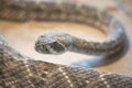 Rattlesnake crotalus close up view.