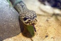 Rattlesnake - Crotalus