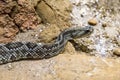 Rattlesnake - Crotalus durissus, poisonous. Dangers.