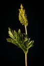 Rattlesnake Fern on Black