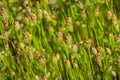 Rattlesnake Grass Briza Maxima field, San Francisco bay area, California Royalty Free Stock Photo