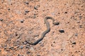 Rattlesnake Great Basin Midget Faded, Crotalus lutosus, dead West Lake Mountain. Baby, venomous toxic pit viper. Utah
