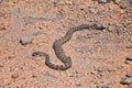 Rattlesnake Great Basin Midget Faded, Crotalus lutosus, dead West Lake Mountain. Baby, venomous toxic pit viper. Utah