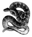 Rattlesnake I Antique Animal Illustrations