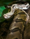 Rattlesnake looks into camera Royalty Free Stock Photo