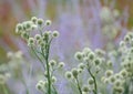 Rattlesnake Master plants Royalty Free Stock Photo