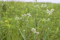 Rattlesnake Master 707919