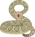 Rattlesnake Ready to Strike Illustration