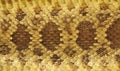 Rattlesnake Skin Leather