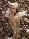 Shed Rattlesnake Skin Fragments, Sticks and Rocks