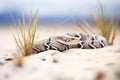 a rattlesnake slithering through sparse desert grass