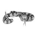 Rattlesnake, vintage drawn illustration in vector Royalty Free Stock Photo