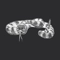 Rattlesnake, vintage drawn illustration in vector Royalty Free Stock Photo