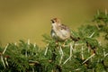 Rattling Cisticola - Cisticola chiniana bird in the family Cisticolidae, native to Africa south of the equator, and East Africa, Royalty Free Stock Photo