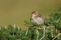 Rattling Cisticola - Cisticola chiniana bird in the family Cisticolidae, native to Africa south of the equator, and East Africa, Royalty Free Stock Photo