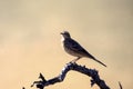 Rattling Cisticola