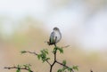 A Rattling Cisticola, Cisticola chiniana, on a leafy branch in south africa