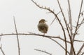 A Rattling Cisticola, Cisticola chiniana, perched on top of a tree branch in South Africa