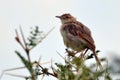 Rattling Cisticola (Cisticola chiniana)