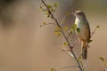 Rattling Cisticola (Cisticola chiniana)