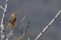 Rattling Cisticola (Cisticola chiniana)