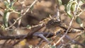 Rattling Cisticola on Tree