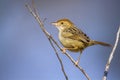 Rattling Cisticola in Kruger National park, South Africa